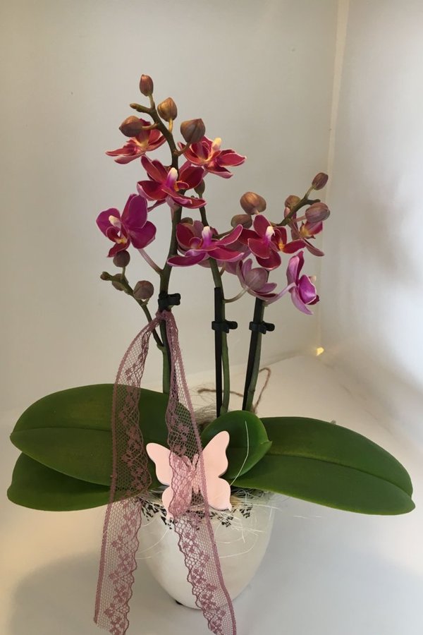 Orchidee mini