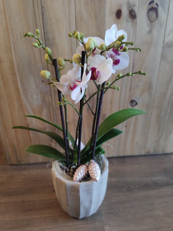 Orchidee weihnächtlich dekoriert