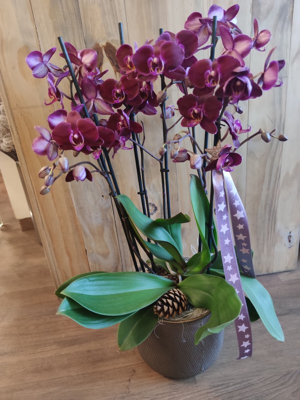 Orchidee deluxe
